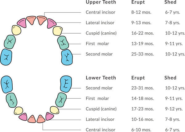 Tooth Eruption and Shedding